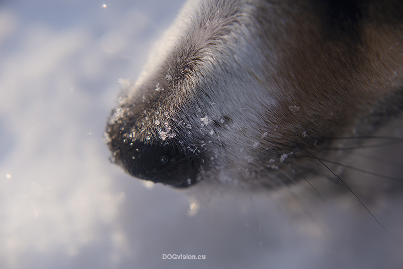 #TongueOutTuesday (06), hondefotografie www.DOGvision.be, honden in Zweden, winter honden, Border Collie