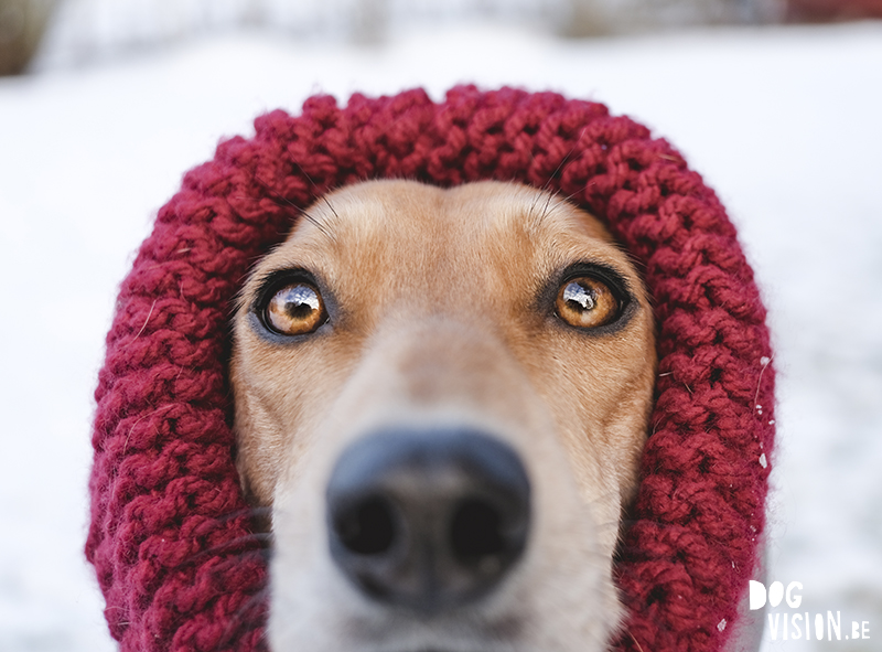 #TongueOutTuesday (07), hondenfotografie, honden in de sneeuw fotograferen, honden in Zweden, www.DOGvision.be