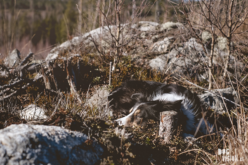 #TongueOutTuesday (12), hondenfotografie Zweden, Fenne Kustermans, Border Collie Luna Tale Mogwai, hondenwandeling, hondenblog, honden in de natuur, www.DOGvision.be