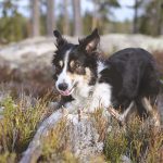 #TongueOutTuesday (12), hondenfotografie Zweden, Fenne Kustermans, Border Collie Luna Tale Mogwai, hondenwandeling, hondenblog, honden in de natuur, www.DOGvision.be