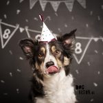 Mogwai verjaardag, Tongue out tuesday, verjaardag Border Collie, hondenfotografie, www.dogvision.be