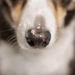 Birthday dog, Tricolor Border Collie, birthday photoshoot, krijtverf, verjaardags fotoshoot, www.DOGvision.eu