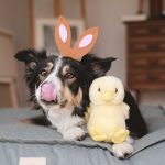 Fotoproject honden #tongueOutTuesday, Border Collie Mogwai, Paasfoto hond, www.DOGvision.be