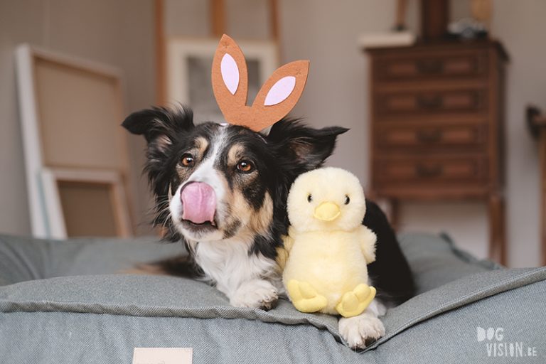 Fotoproject honden #tongueOutTuesday, Border Collie Mogwai, Paasfoto hond, www.DOGvision.be