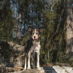 Hondenfotografie Dalarna Zweden, Border Collie, wandelen met honden in Zweden, honden op avontuur, Instagram honden, www.DOGvision.be