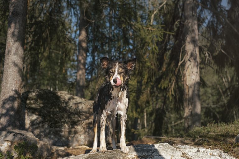 Hondenfotografie Dalarna Zweden, Border Collie, wandelen met honden in Zweden, honden op avontuur, Instagram honden, www.DOGvision.be