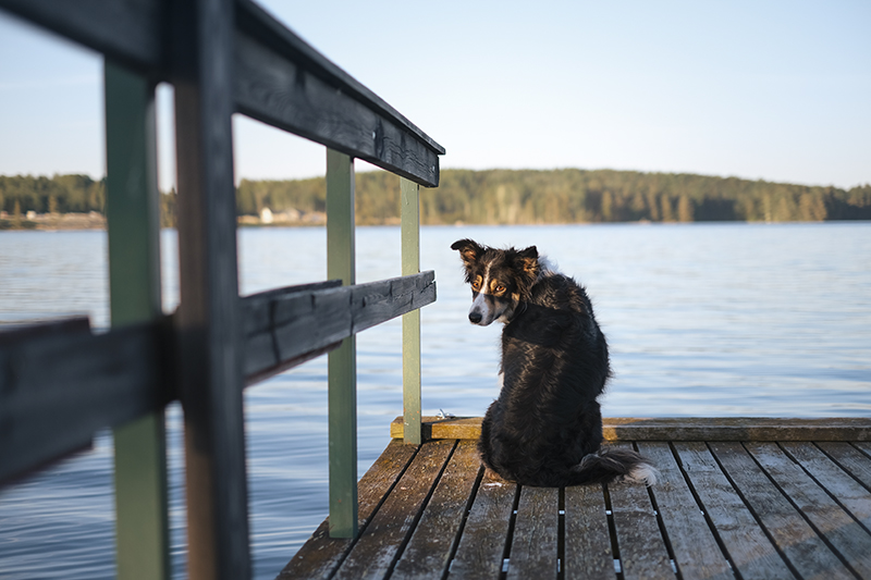 Hondenfotografie Dalarna Zweden, Border Collie, wandelen met honden in Zweden, honden op avontuur, Instagram honden, www.DOGvision.be