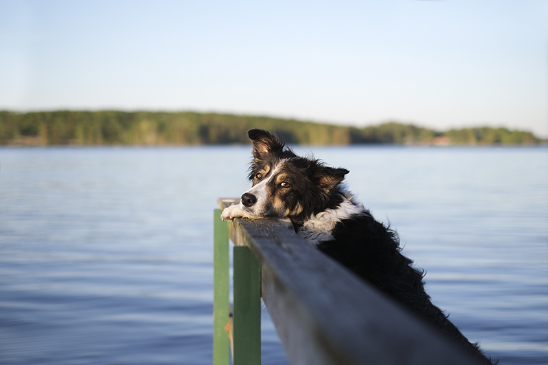 Hondenfotografie Dalarna Zweden, Border Collie, wandelen met honden in Zweden, honden op avontuur, Instagram honden, www.DOGvision.be