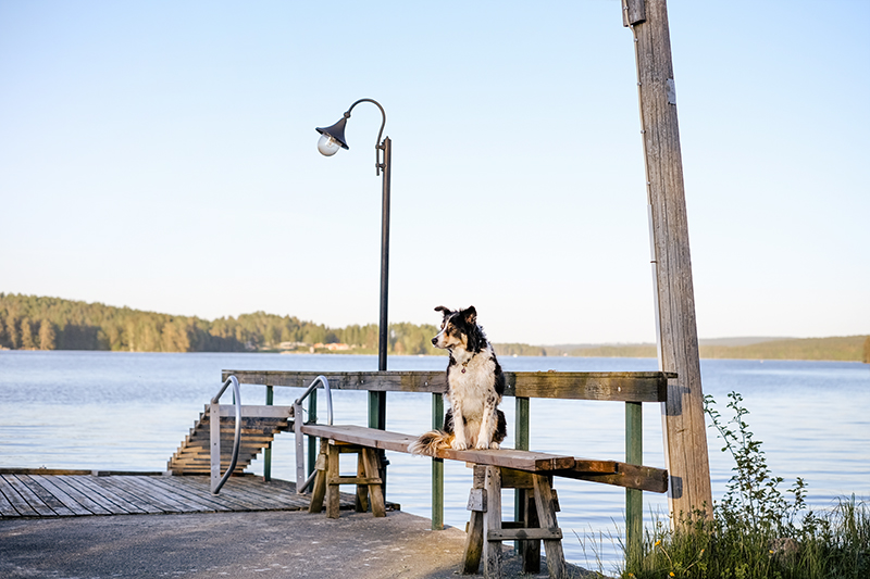 Hondenfotografie Dalarna Zweden, Border Collie, wandelen met honden in Zweden, honden op avontuur, Instagram honden, www.DOGvision.be