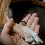 Nagelverzorging bij honden, hond te lange nagels, electrische nagelvijl, bange hond nagels knippen