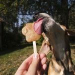 #TongueOutTuesday (37), hondenijsje, honden in Zweden, september, smoofle, www.DOGvision.be