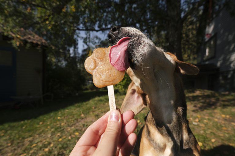 #TongueOutTuesday (37), hondenijsje, honden in Zweden, september, smoofle, www.DOGvision.be