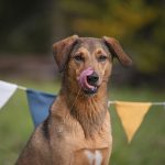 Hondenverjaardag, www.DOGvision.be