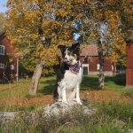 #TongueOutTuesday (39), hondenfotografie Zweden, hondenwandeling, Border Collie, rescue dogs, www.DOGvision.be