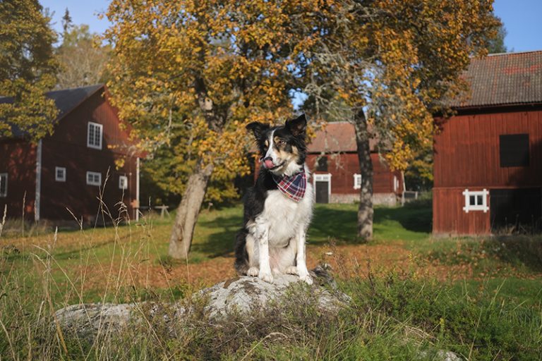 #TongueOutTuesday (39), hondenfotografie Zweden, hondenwandeling, Border Collie, rescue dogs, www.DOGvision.be