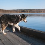 #TongueOutTuesday (43), foto project, Border Collie, www.DOGvision.be