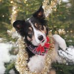 #TongueOutTuesday (51), DOGvision hondenfotografie, Border Collie Mogwai, www.DOGvision.be