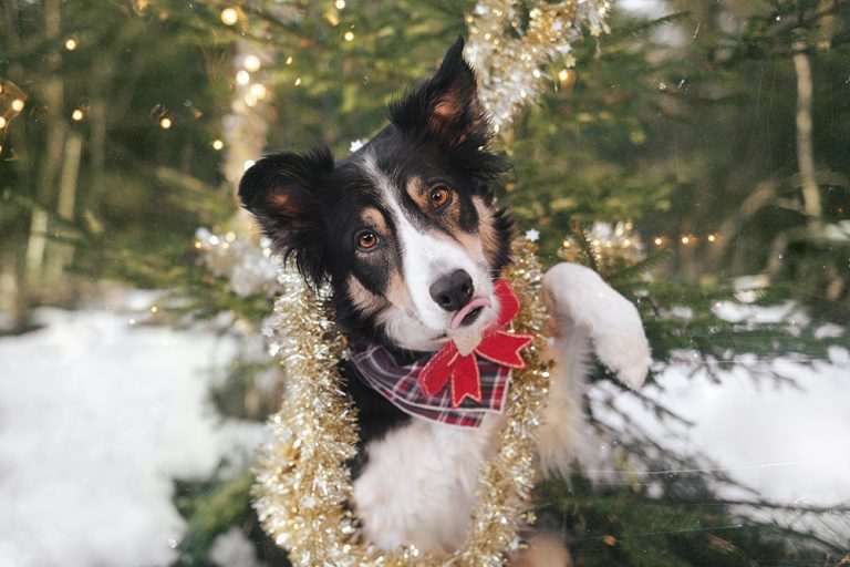 #TongueOutTuesday (51), DOGvision hondenfotografie, Border Collie Mogwai, www.DOGvision.be