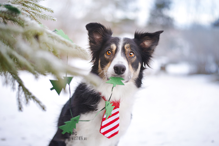 Kerstmis kerstfotoshoot inspiratie voor honden, hondenfotografie DOGvision.be