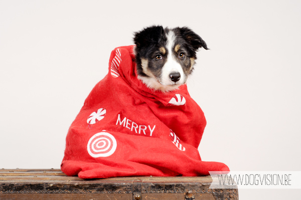 Kerstmis kerstfotoshoot inspiratie voor honden, hondenfotografie DOGvision.be