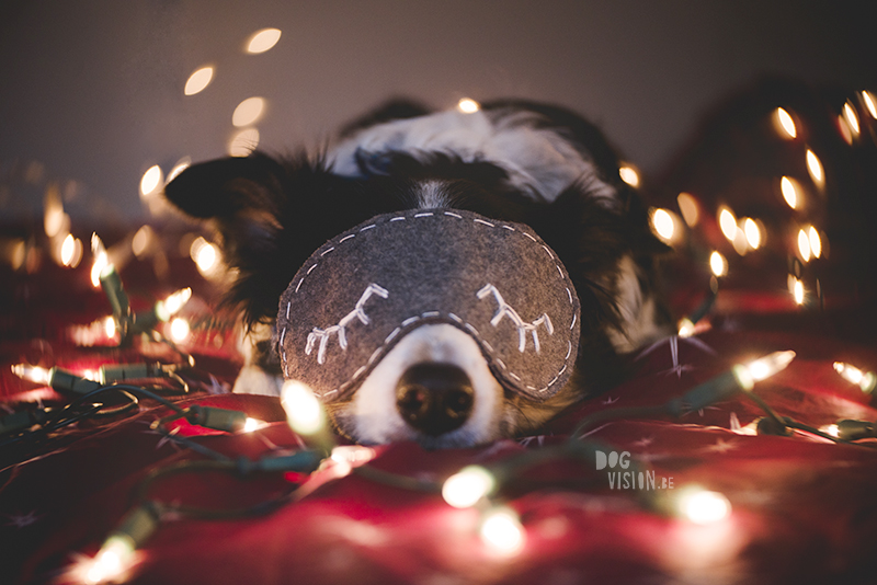 Kerstmis kerstfotoshoot inspiratie voor honden, hondenfotografie DOGvision.be