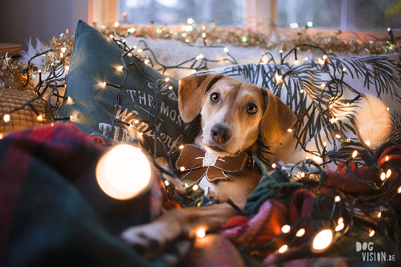 Kerstmis kerstfotoshoot inspiratie voor honden, hondenfotografie DOGvision.be