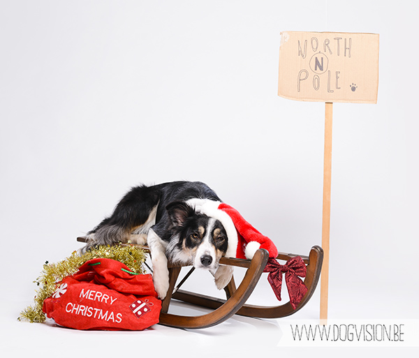 Kerstmis kerstfotoshoot inspiratie voor honden, hondenfotografie DOGvision.be