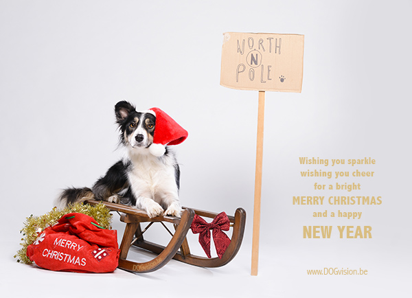 Kerstmis kerstfotoshoot inspiratie voor honden, hondenfotografie DOGvision.be