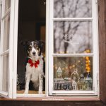 Kerstmis kerstfotoshoot inspiratie voor honden, hondenfotografie DOGvision.be