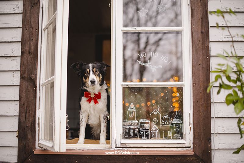 Kerstmis kerstfotoshoot inspiratie voor honden, hondenfotografie DOGvision.be