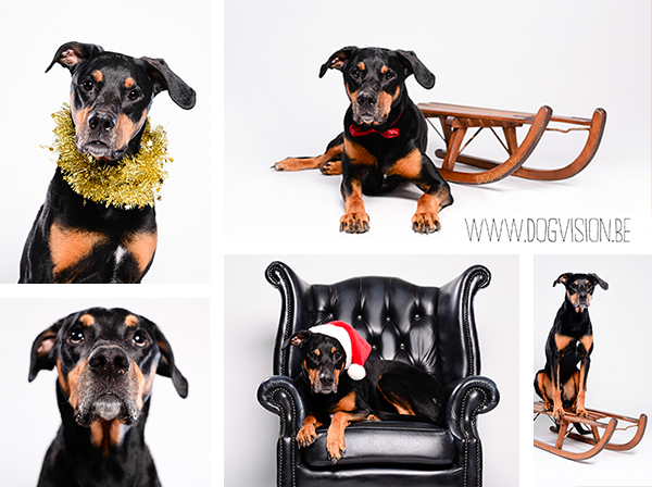 Kerstmis kerstfotoshoot inspiratie voor honden, hondenfotografie DOGvision.be