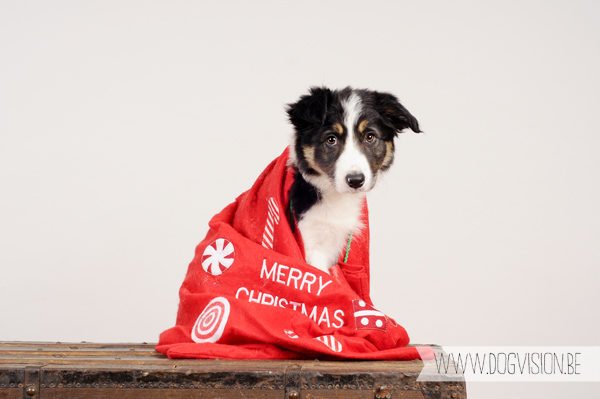 Kerstmis kerstfotoshoot inspiratie voor honden, hondenfotografie DOGvision.be