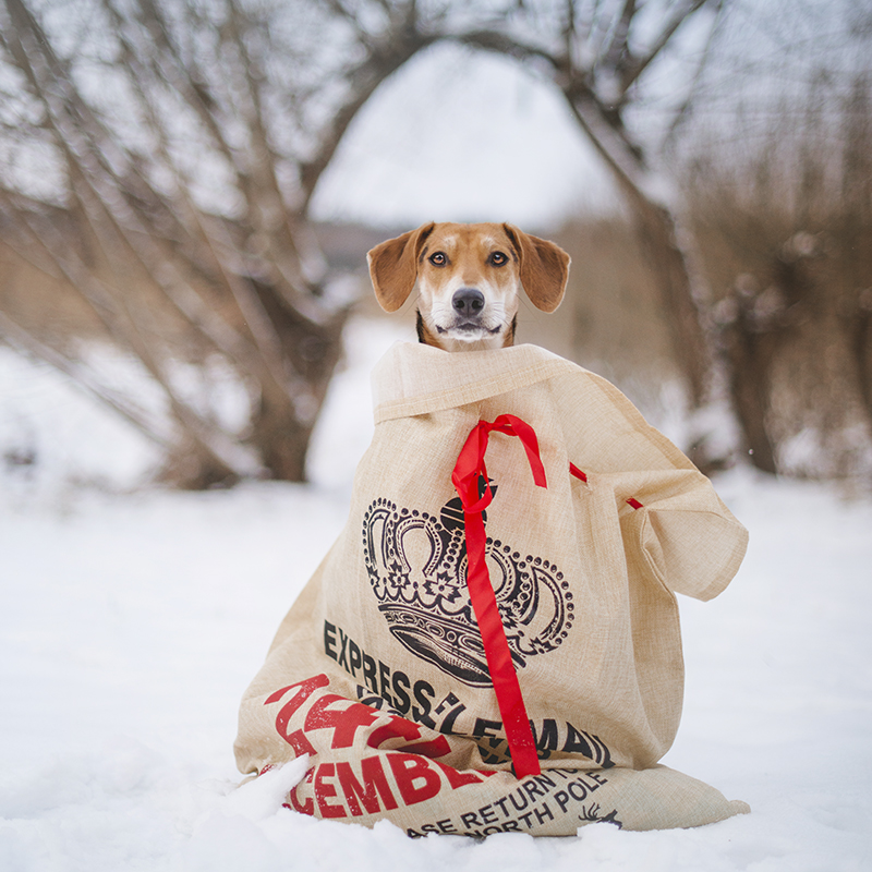 Kerstmis kerstfotoshoot inspiratie voor honden, hondenfotografie DOGvision.be