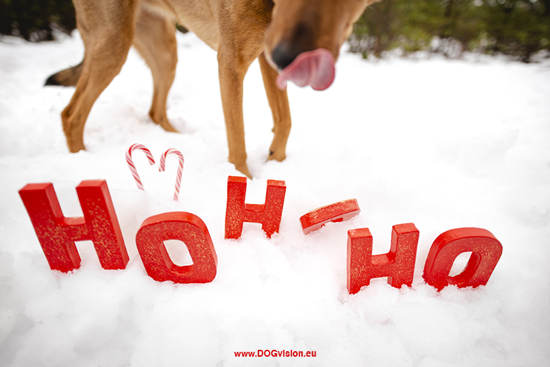 Kerstmis kerstfotoshoot inspiratie voor honden, hondenfotografie DOGvision.be