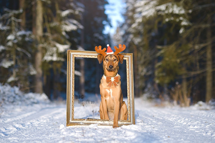 Kerstmis kerstfotoshoot inspiratie voor honden, hondenfotografie DOGvision.be