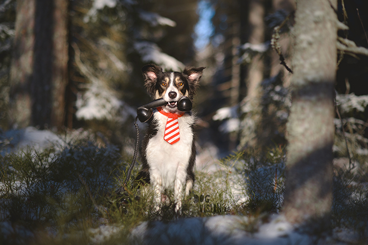 Kerstmis kerstfotoshoot inspiratie voor honden, hondenfotografie DOGvision.be