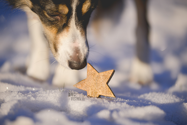 Kerstmis kerstfotoshoot inspiratie voor honden, hondenfotografie DOGvision.be