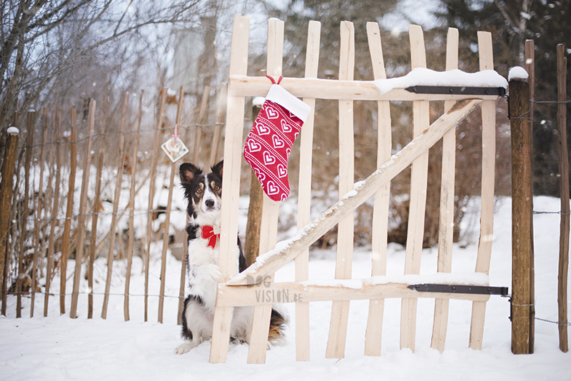 Kerstmis kerstfotoshoot inspiratie voor honden, hondenfotografie DOGvision.be