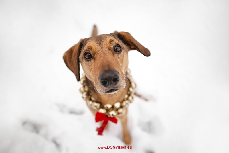 Kerstmis kerstfotoshoot inspiratie voor honden, hondenfotografie DOGvision.be