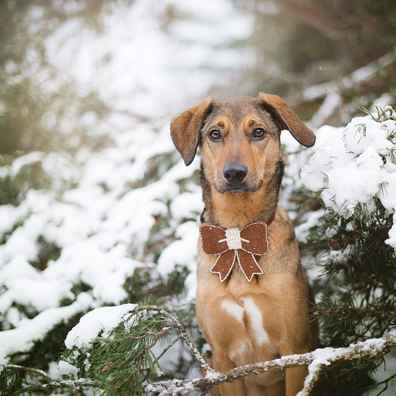 Kerstmis kerstfotoshoot inspiratie voor honden, hondenfotografie DOGvision.be