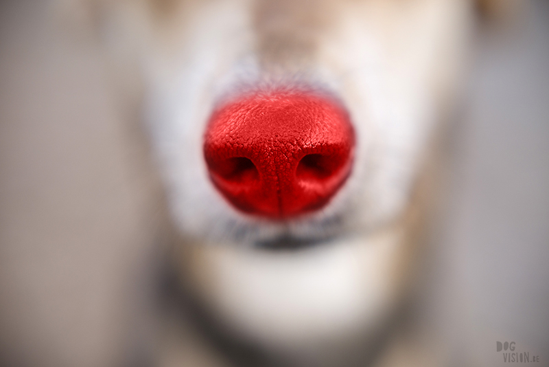 Kerstmis kerstfotoshoot inspiratie voor honden, hondenfotografie DOGvision.be