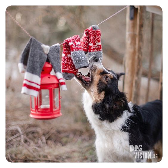 Kerstmis kerstfotoshoot inspiratie voor honden, hondenfotografie DOGvision.be