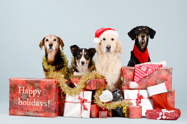 Kerstmis kerstfotoshoot inspiratie voor honden, hondenfotografie DOGvision.be