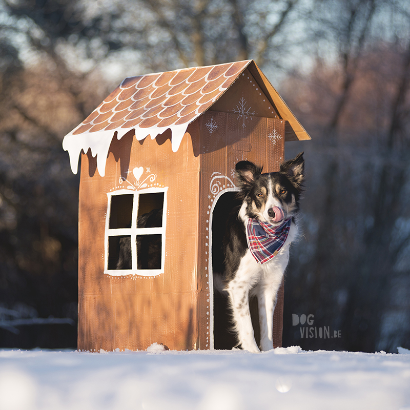 Kerstmis kerstfotoshoot inspiratie voor honden, hondenfotografie DOGvision.be