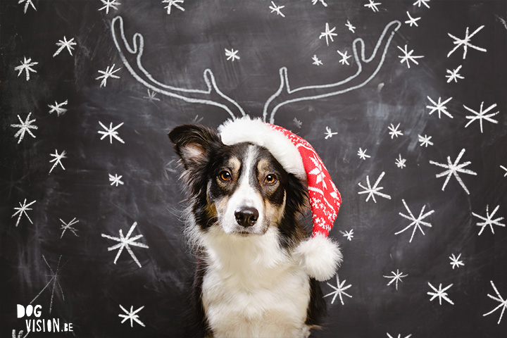 Kerstmis kerstfotoshoot inspiratie voor honden, hondenfotografie DOGvision.be