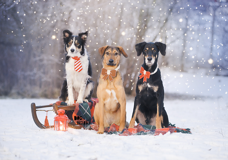 Kerstmis kerstfotoshoot inspiratie voor honden, hondenfotografie DOGvision.be