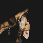 Mijn honden en hun ochtendrituelen, www.dogvision.be