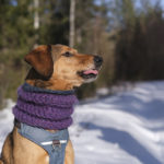 #tongueouttuesday, Fujifilm hondenfotografie Zweden, www.DOGvision.be