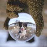 Glazen bal fotografie, Border Collie Mogwai, Leven met honden op het platteland in Zweden, www.DOGvision.be