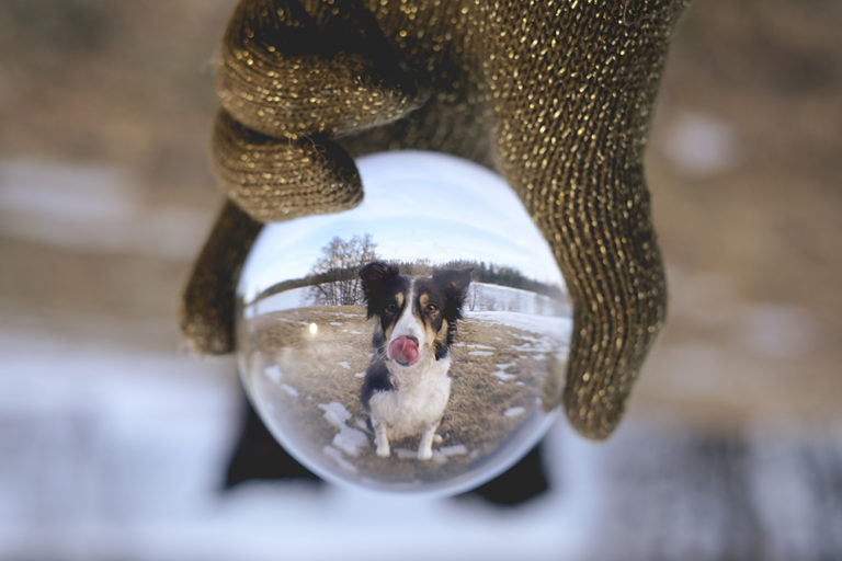 Glazen bal fotografie, Border Collie Mogwai, Leven met honden op het platteland in Zweden, www.DOGvision.be